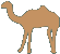 little camel